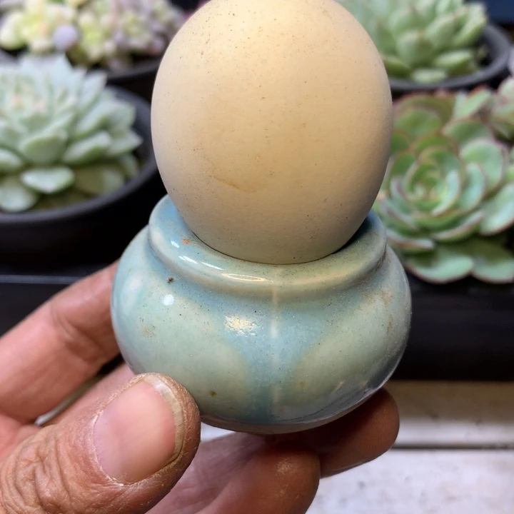 马卡龙群生脱土发货