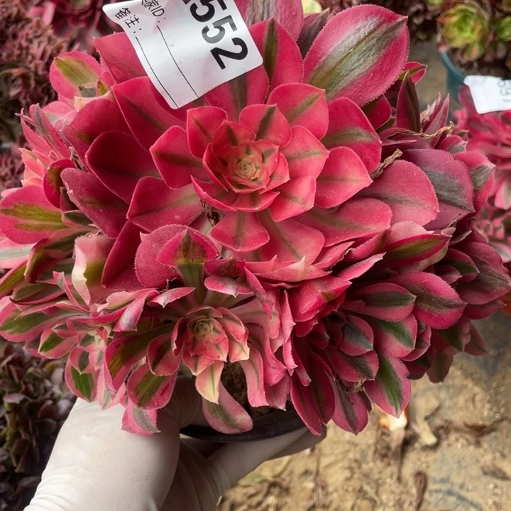 多肉粉女巫优选法师552