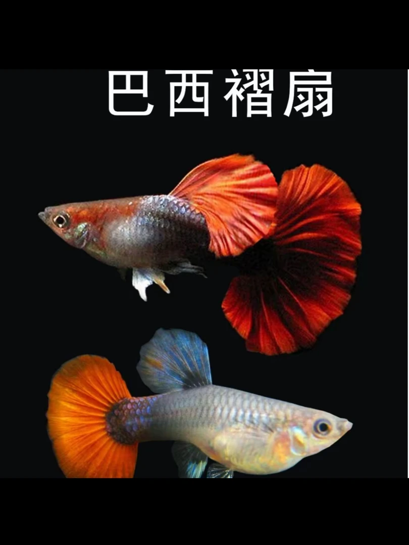 精品孔雀鱼巴西菊花翻大背褶扇（入缸不包损）