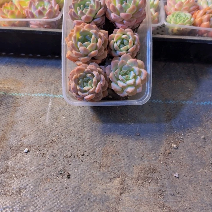146.拼盘，多肉植物