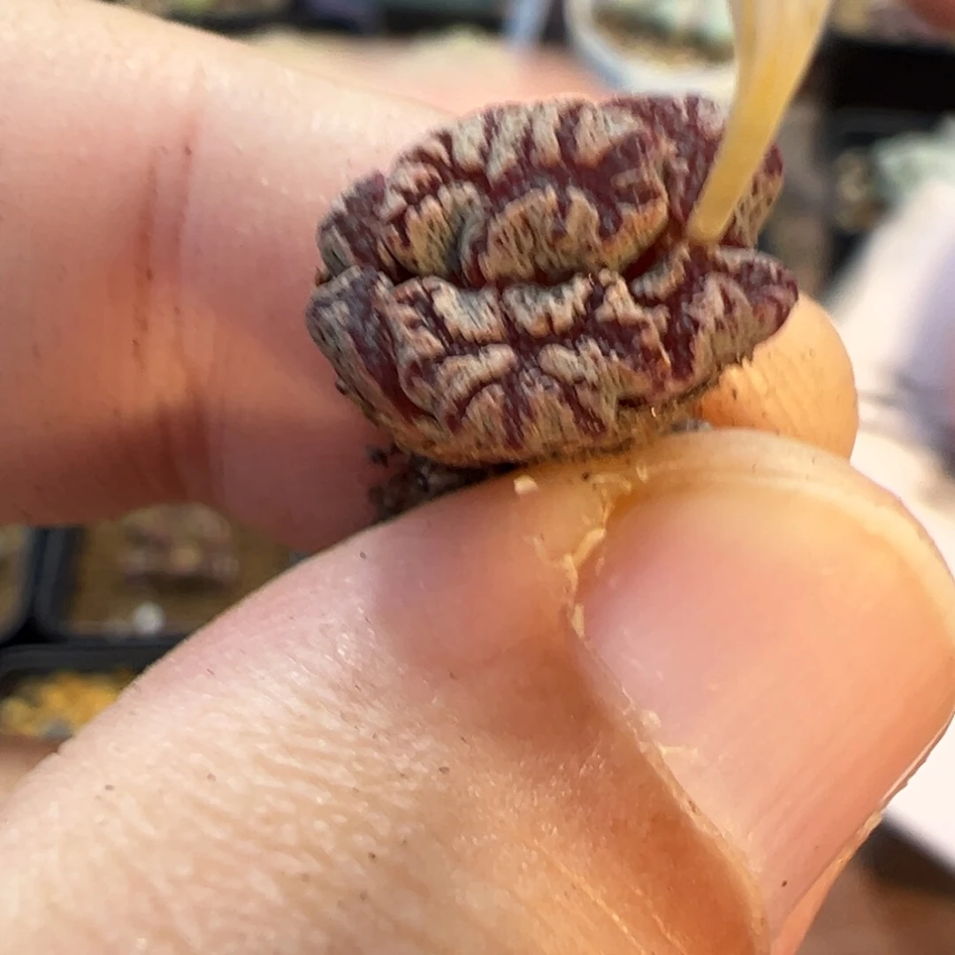 23-137肉锥多肉植物