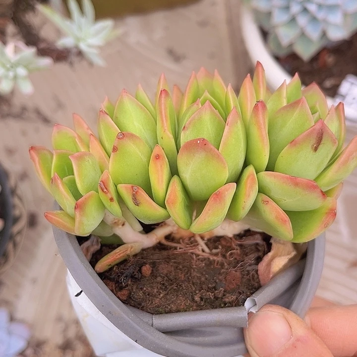 翠鸟朵朵缀2608多肉植物