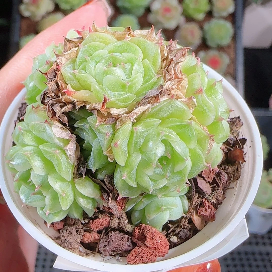 1013–-224麦秆优选不包整