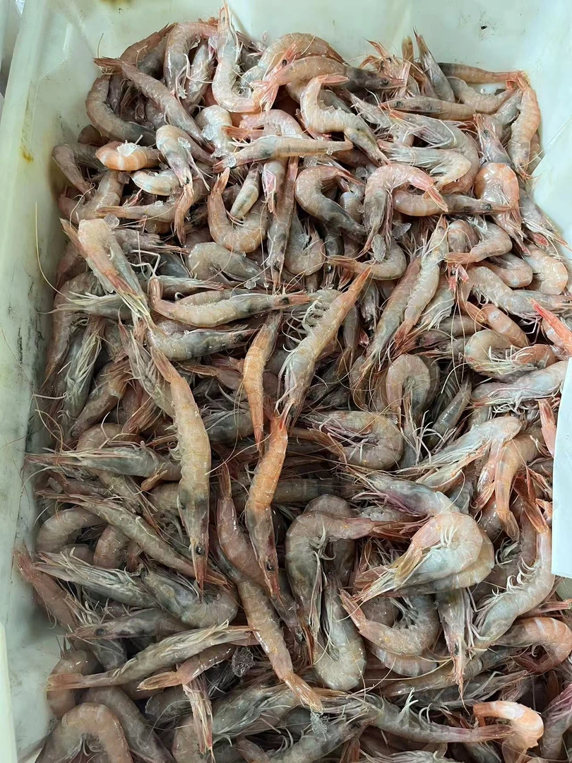 【白冲虾现称】宁波石浦海鲜东海海捕海白冲虾