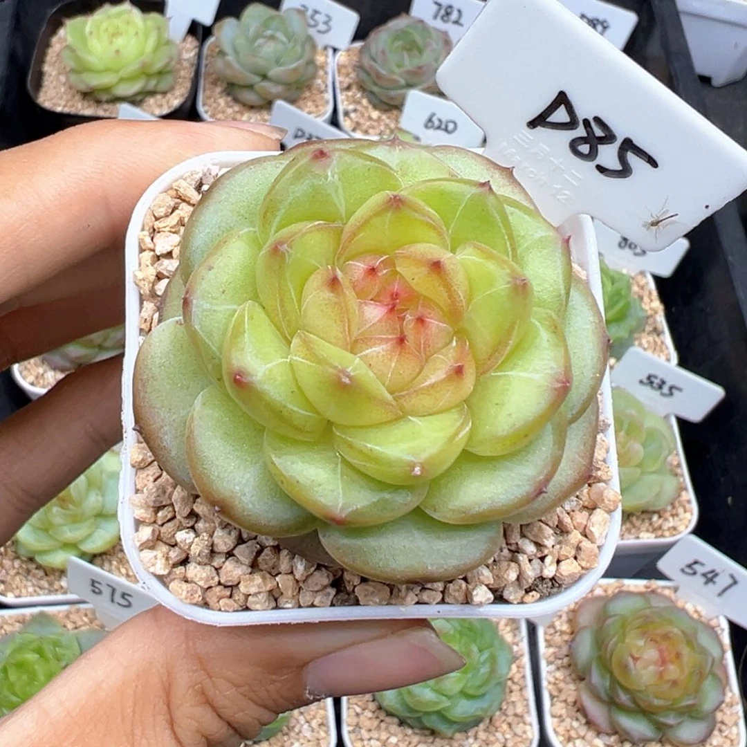 圈****?85号月华，圈圈圆圆