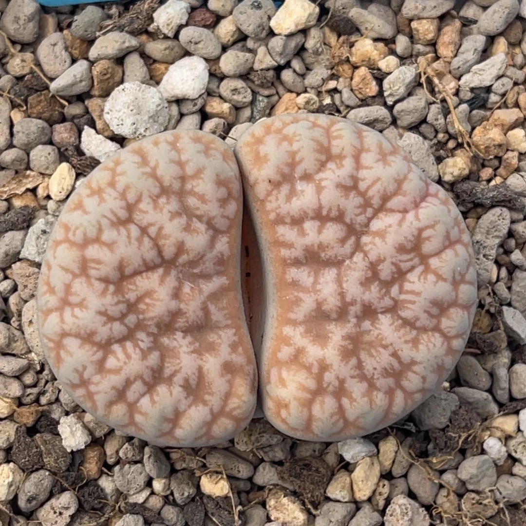 1825睫毛凹凸拿铁189一颗