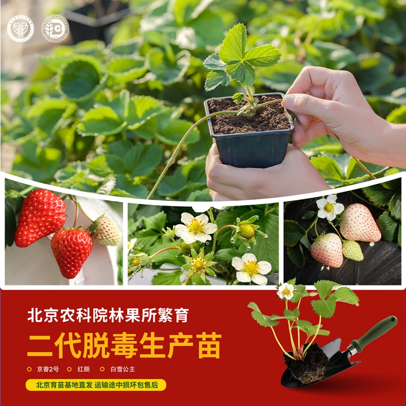 农科院草莓苗水果番茄辣椒苗水果黄瓜长圆茄秋葵苗麒麟瓜苗蔬菜苗