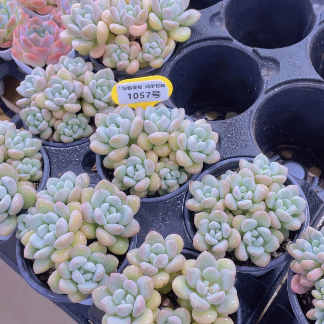 1057号 丸叶泡泡糖大群一个