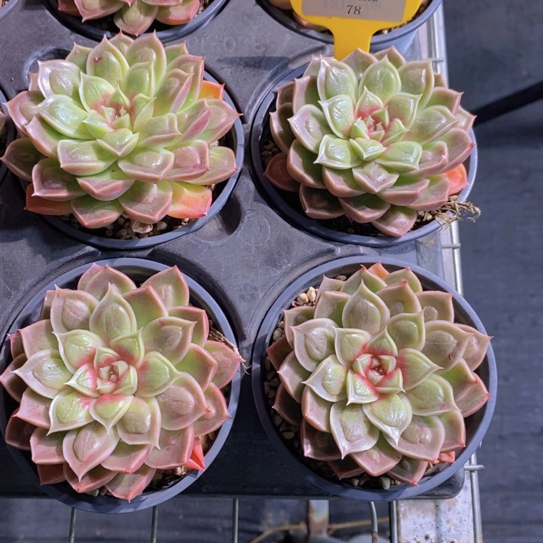 78-想不起来名字一个