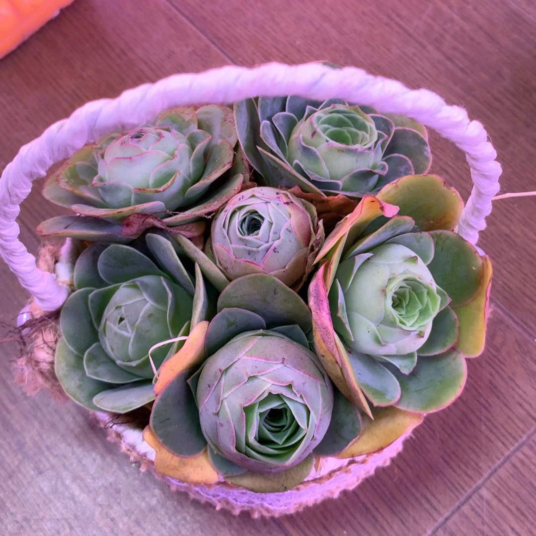 跳*糖一物一拍花篮组合013