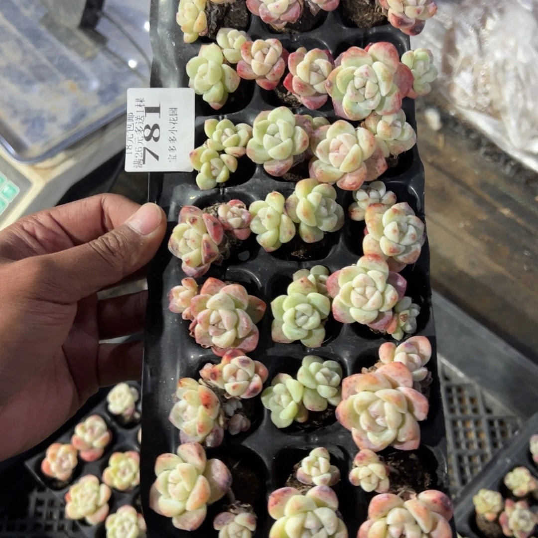 781号双头冰玉到手21颗 默认微瑕呲 不包整散不售后一物一拍