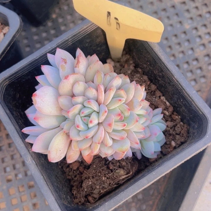 健健康康平平安安