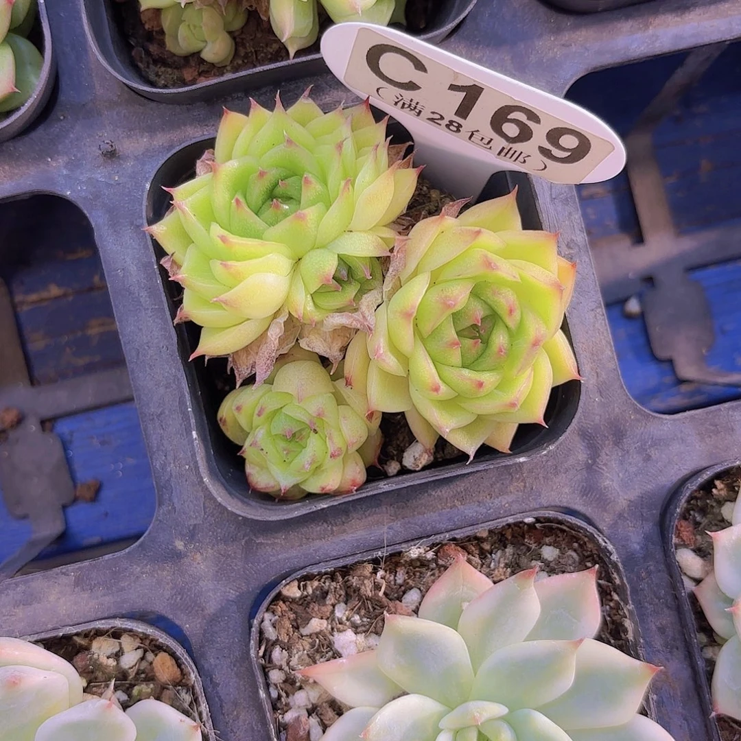 C169麦秆一物一拍