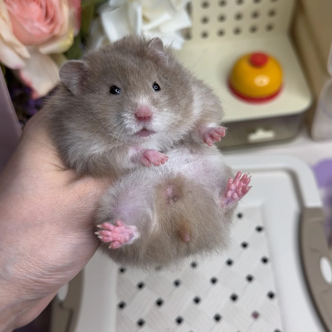 43巧波妹妹4.19生日