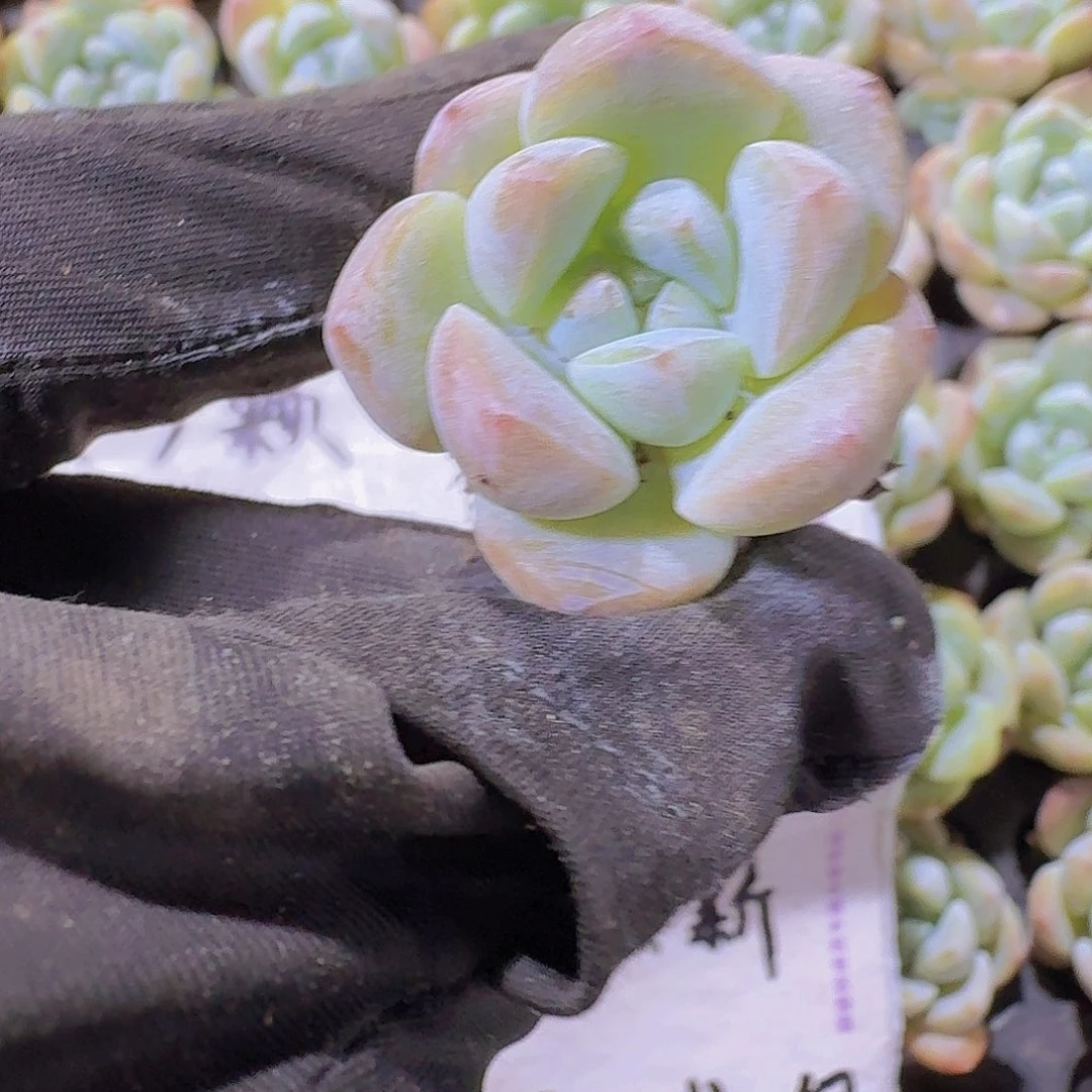 精品k18多肉两米三颗