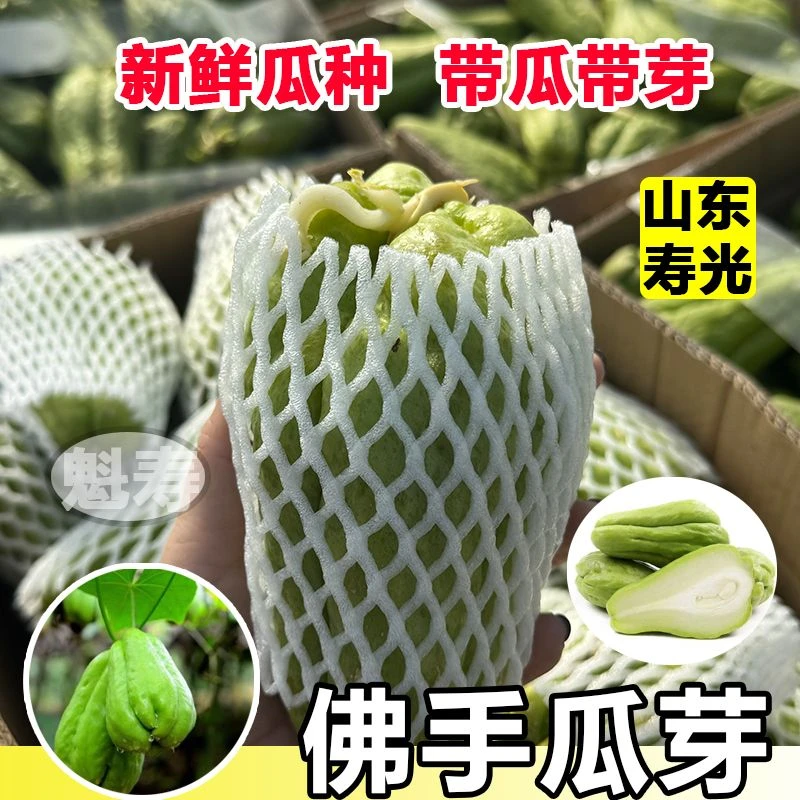 佛手瓜种子种籽种植秧苗瓜苗发芽种瓜白带芽扶手瓜苗秧龙须菜孑子