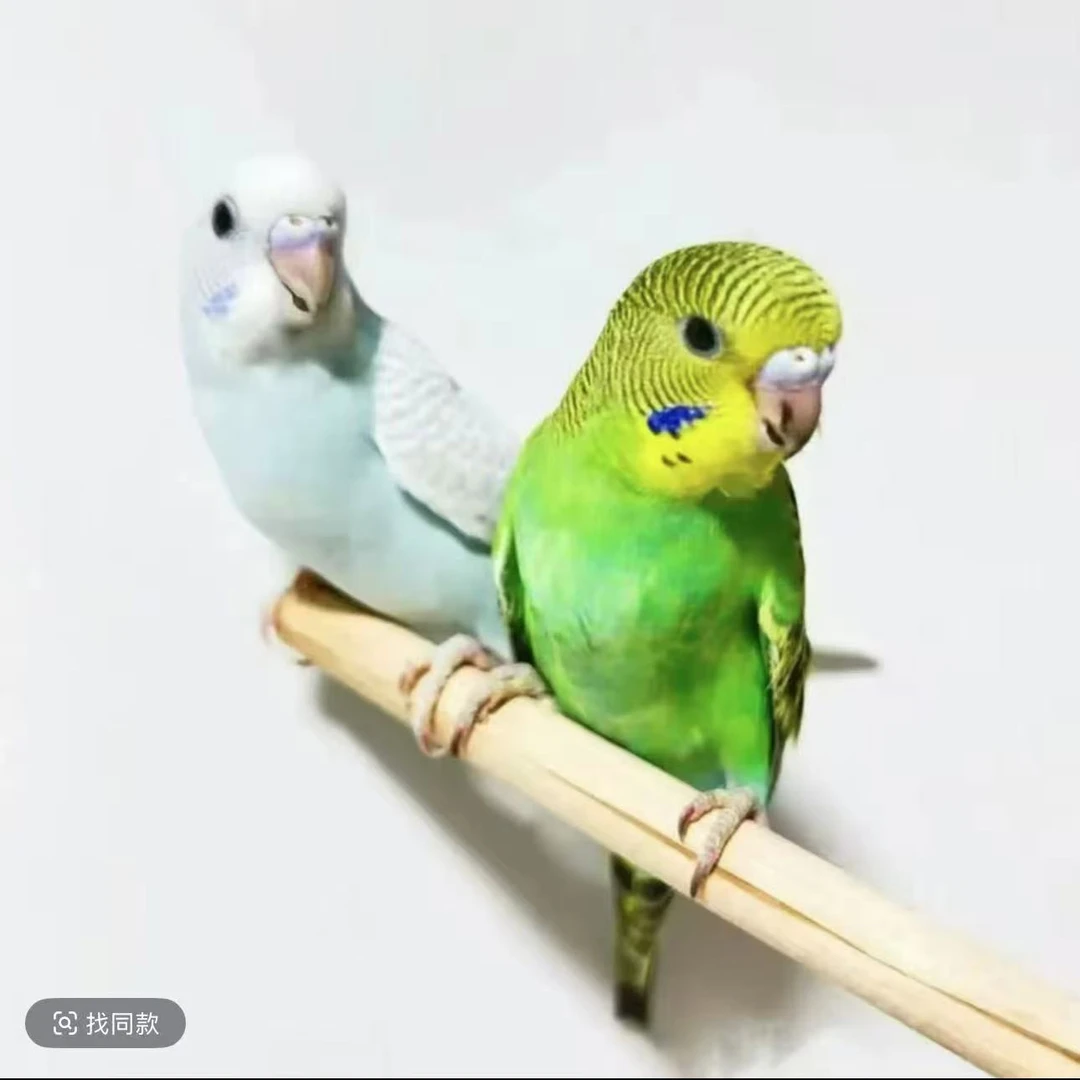 手养虎皮鹦鹉活鸟可上手亲人适合家养小型观赏宠物鸟