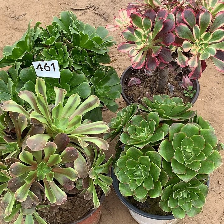 无花朵何****）461四颗多肉植物组合