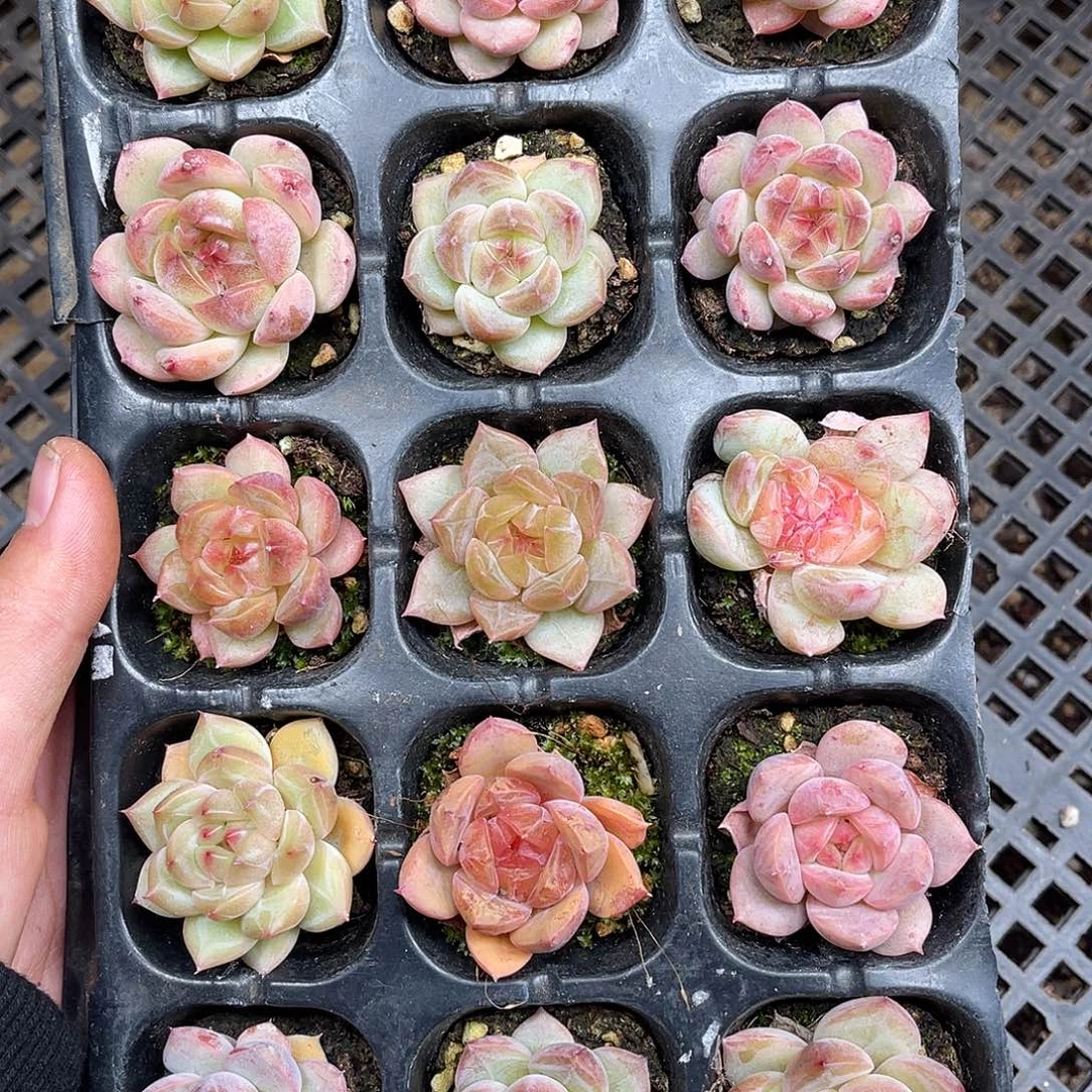 多肉一物一拍11-150