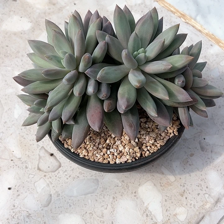 【闪购商品】哥特焦糖