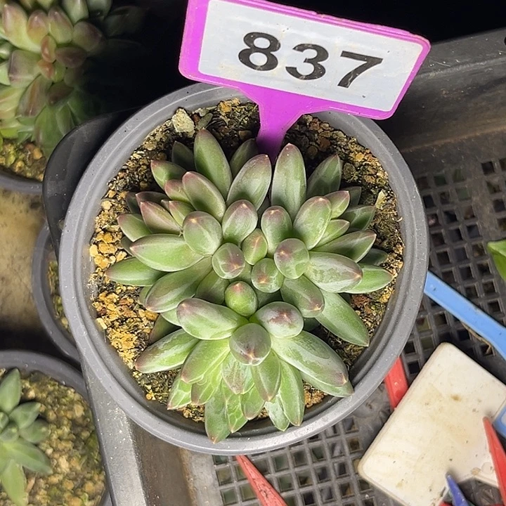 多肉植物伊卡鲁斯837