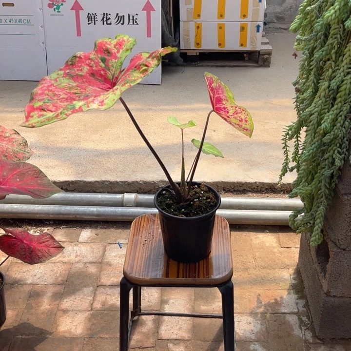 无花朵月光覆盆子彩叶芋