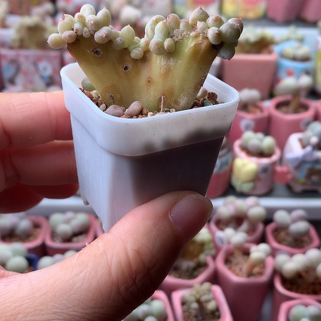 萤火虫奶酪带盆发货