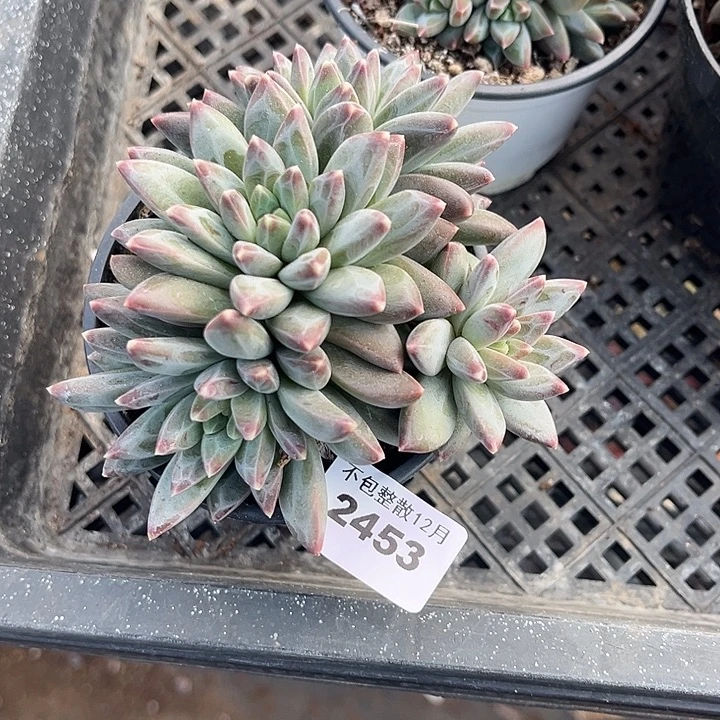 阿雅园艺。      2453