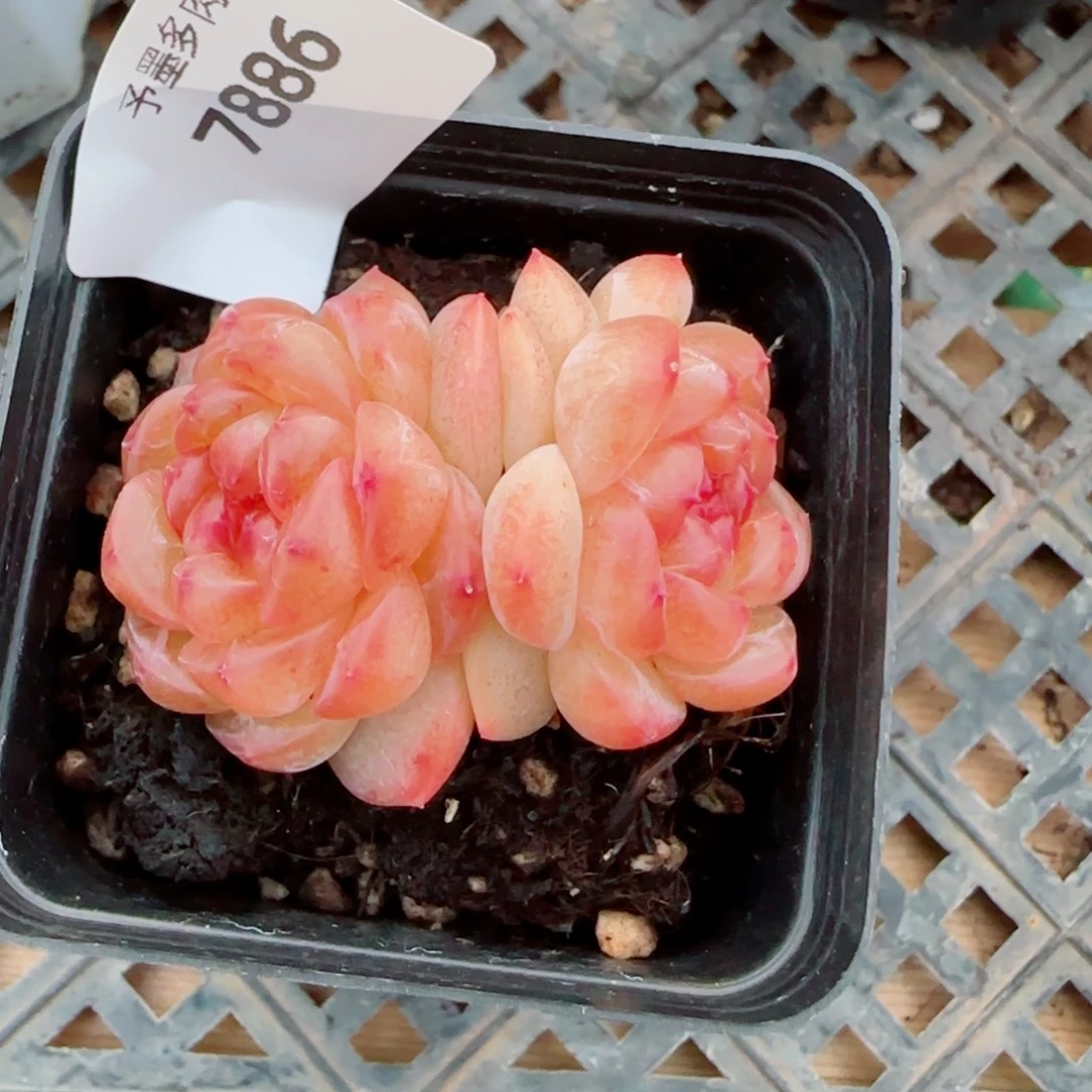 模特拿铁奶沫，7886多肉植物