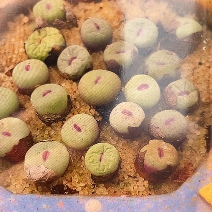 1380B小红嘴2颗。