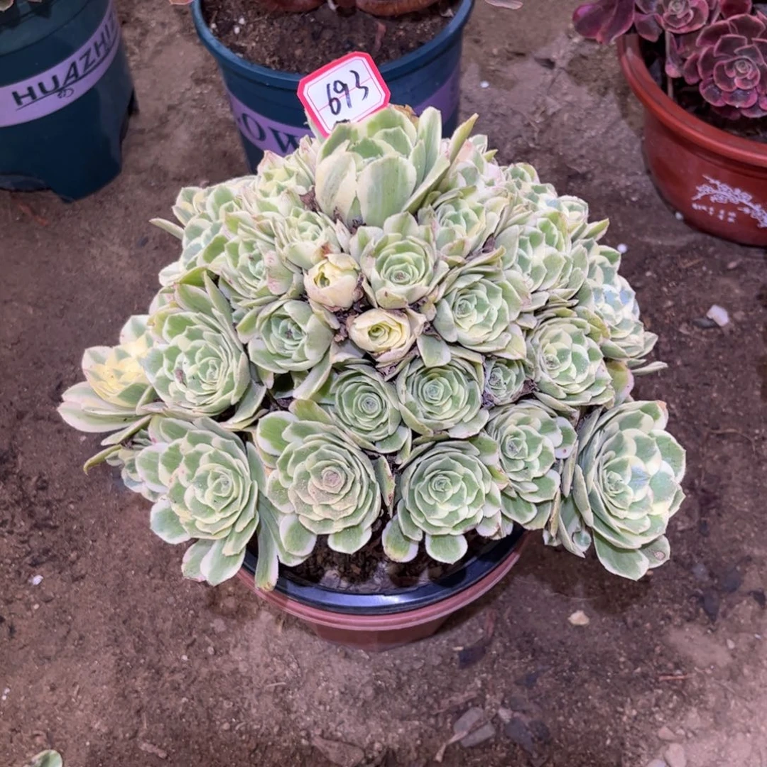 693多肉植物迈巴赫