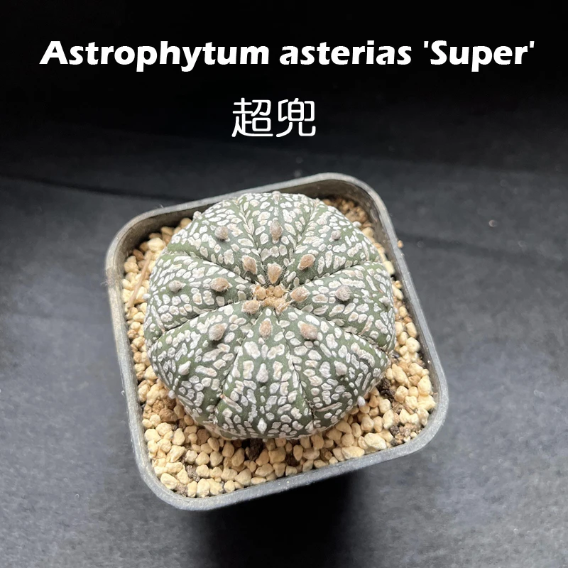 超兜星兜琉璃兜星球属仙人球仙人掌稀有品种植物多肉实生一物一拍
