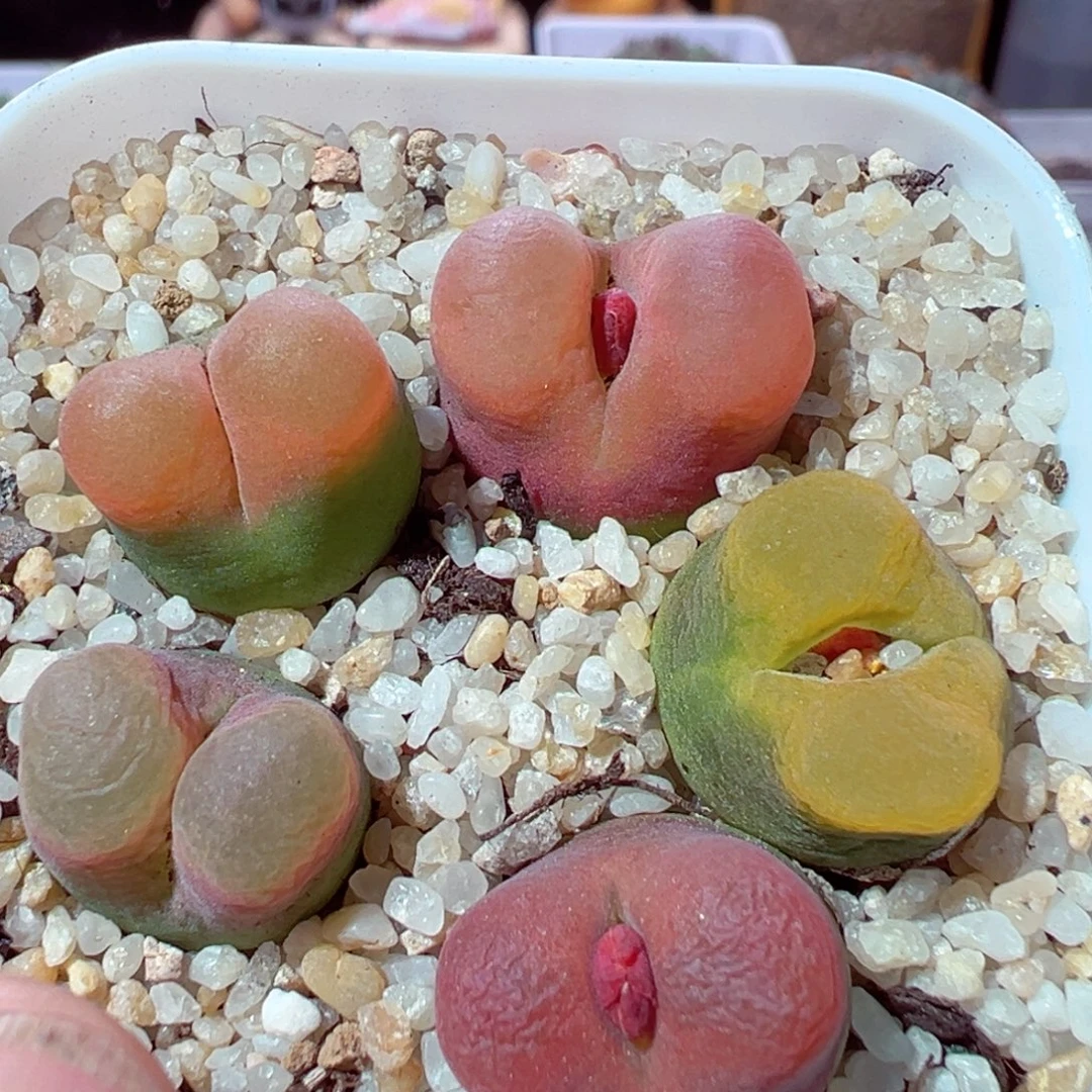 1210-363多肉多日拉登