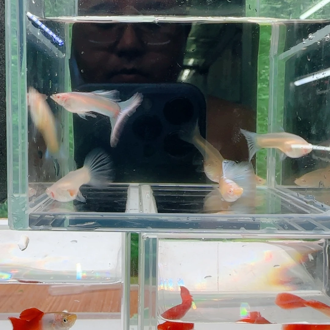 孔雀鱼蓝白练手鱼7条