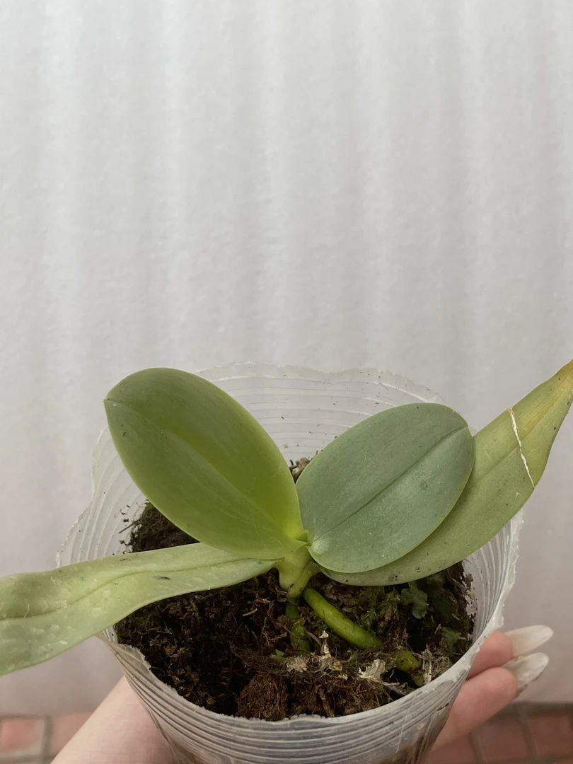 蝴蝶兰 紫钻 （根少）  介意勿拍