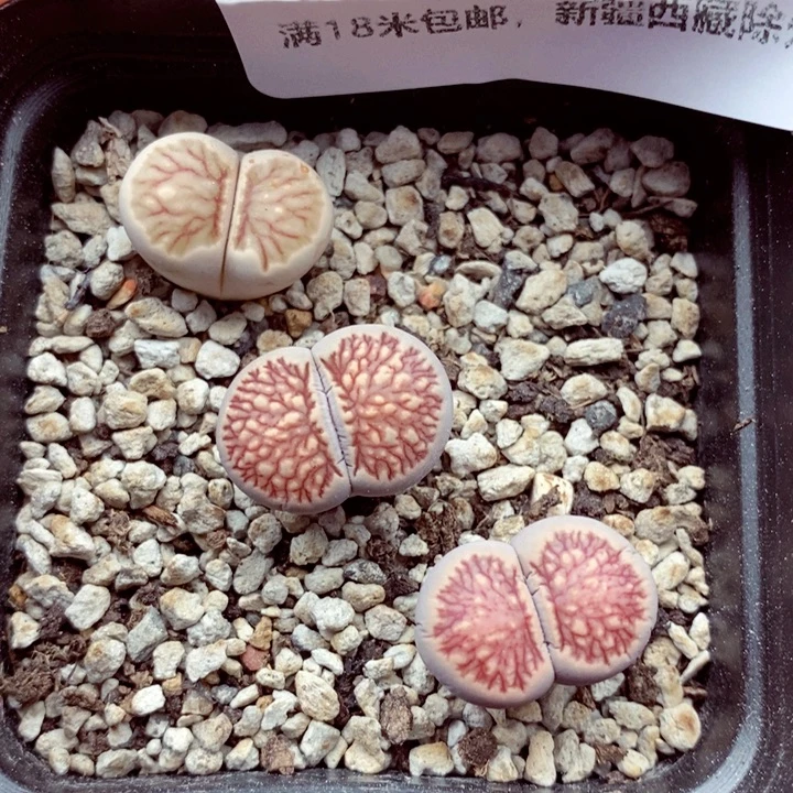 3562。