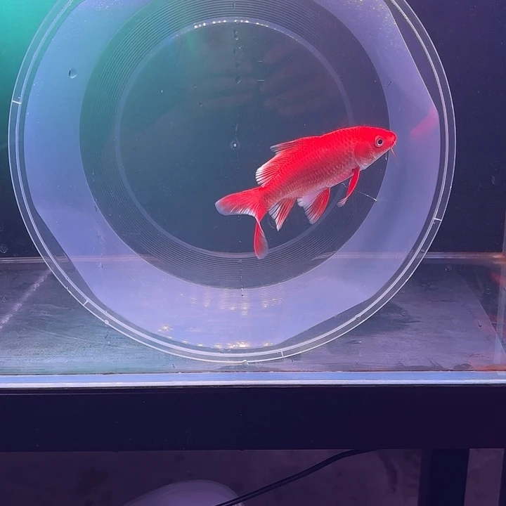 蝴蝶鲤鱼29号蝴蝶鲤