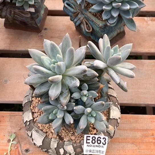 胖体哥特大群863 全场默认微瑕7-8天发货