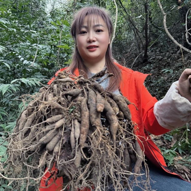 《野生天冬》自挖自晒