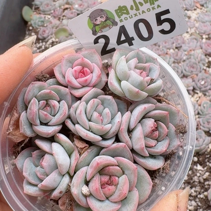 多肉植物多肉植物