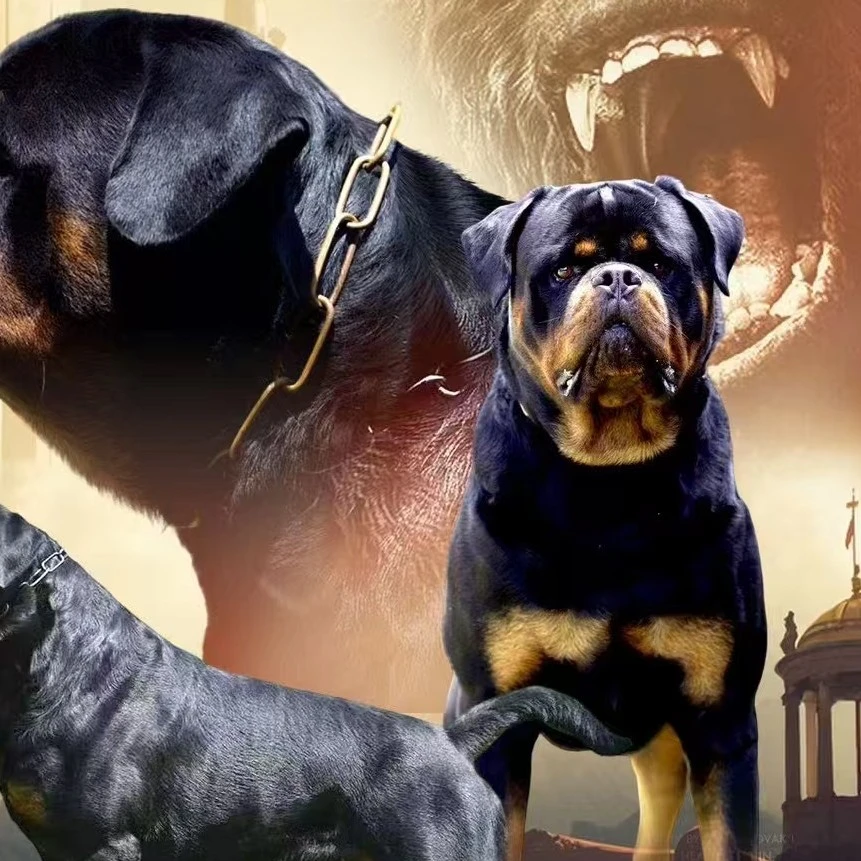 罗威纳幼犬活体链接