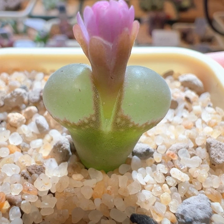 525. 优选大鼓窗b23.