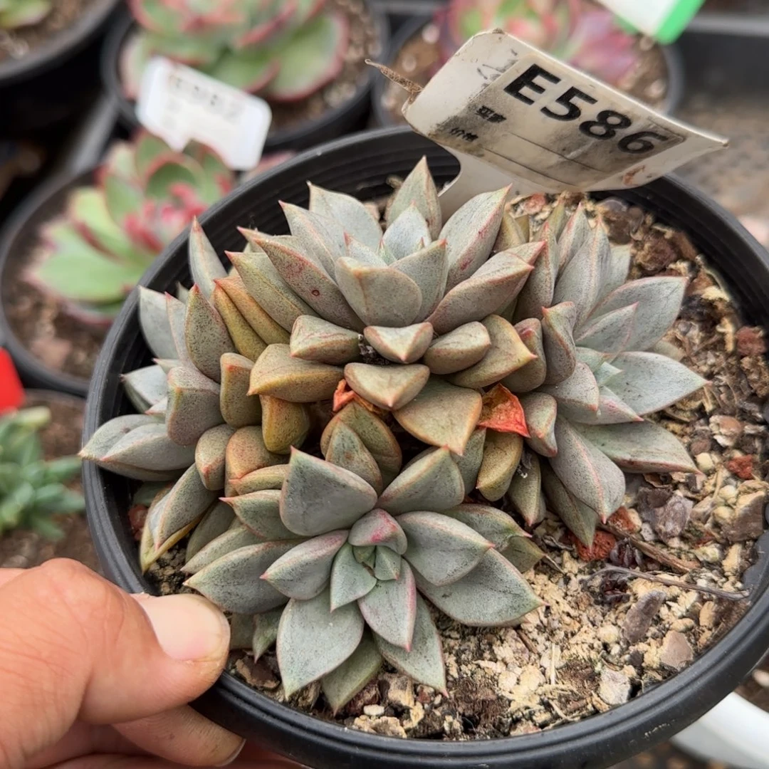 琅琊惊鸿一物一拍包装收缩花旱586