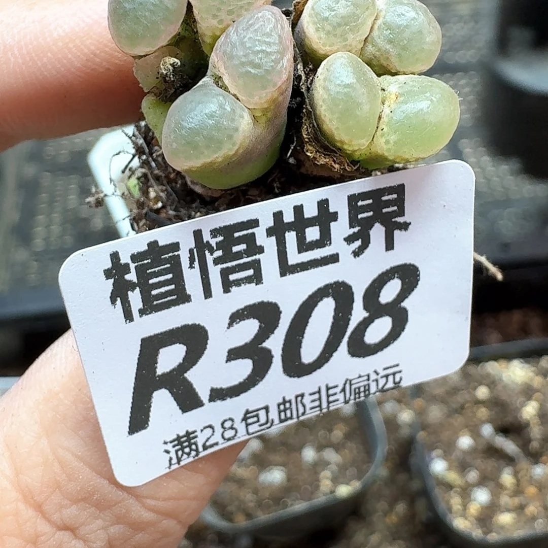 多肉植物的润泽地f