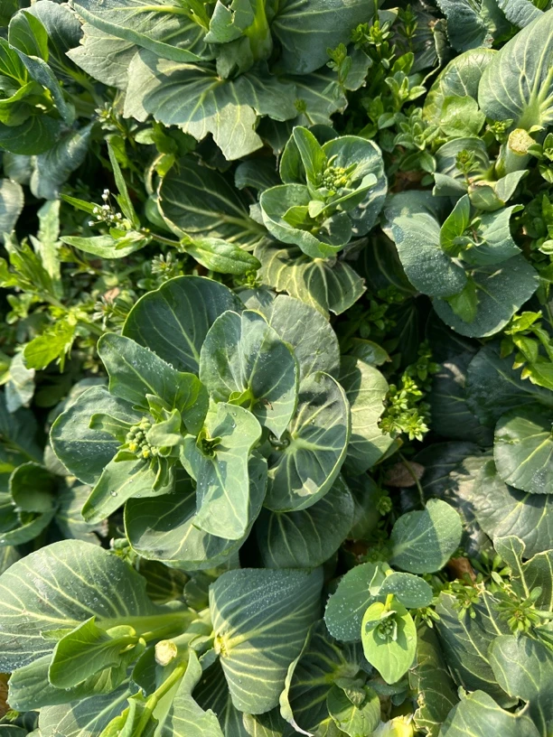 如皋特产，青菜头，长寿之乡，现摘现发