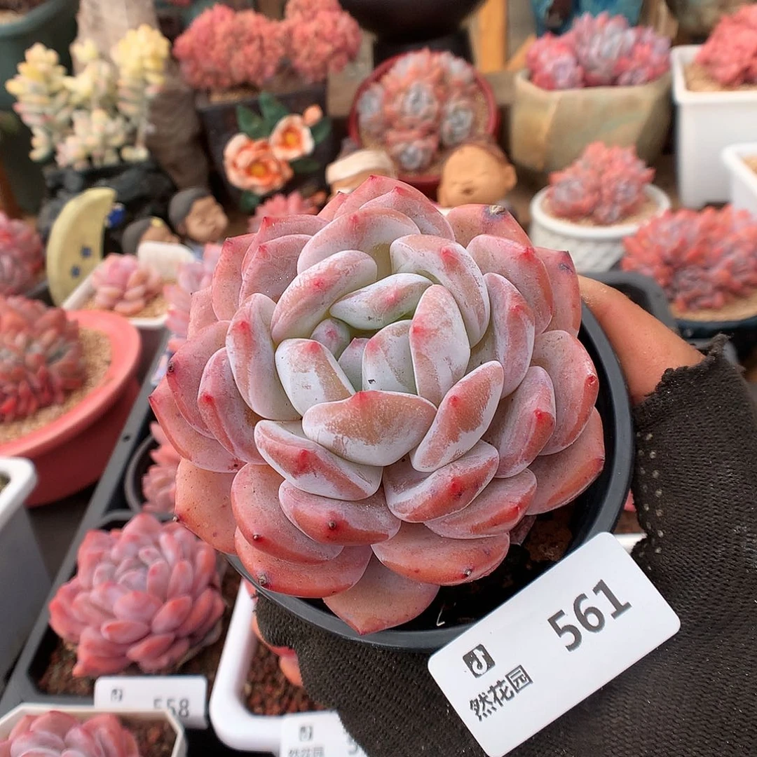 561星影多肉植物6663