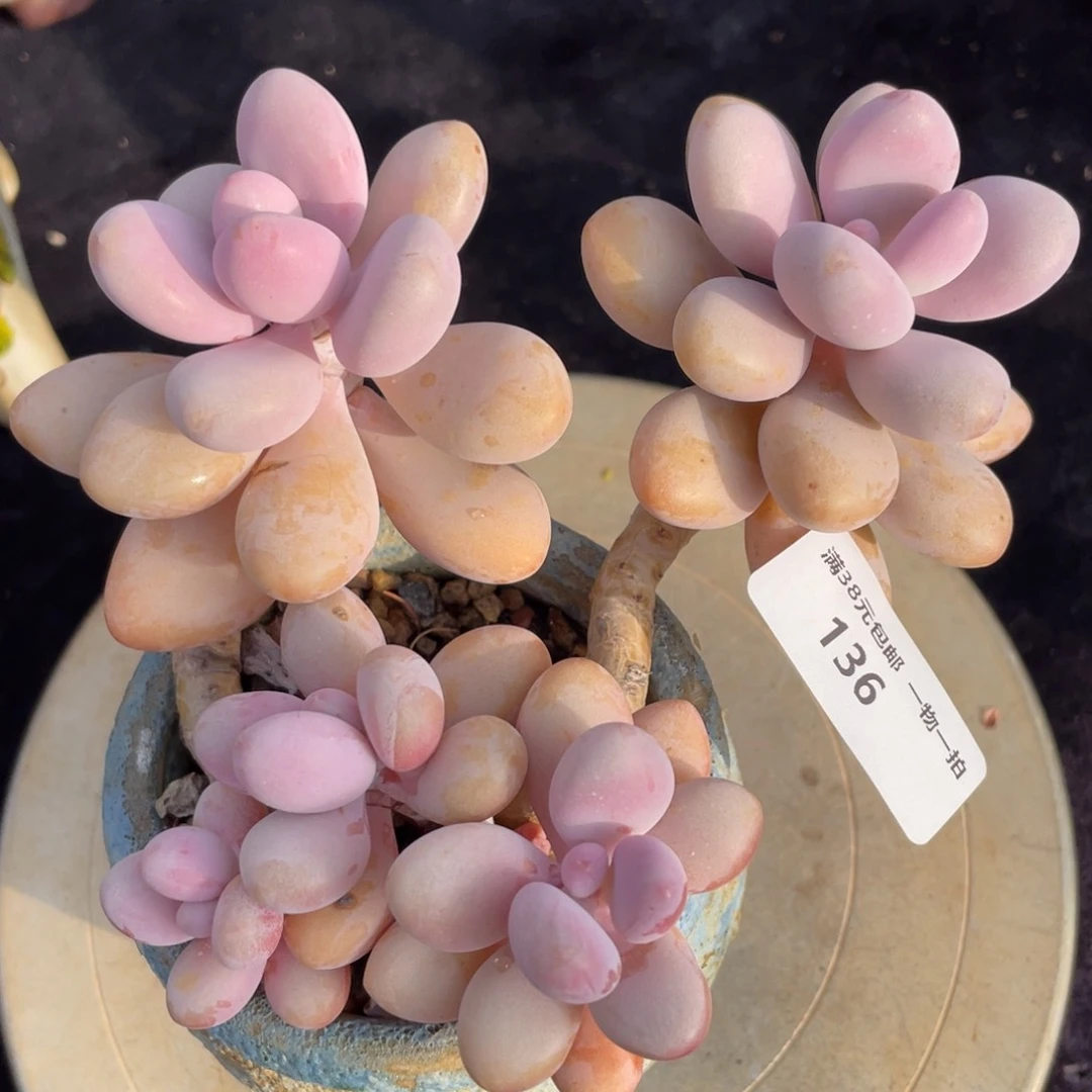 136桃蛋小群生多肉植物