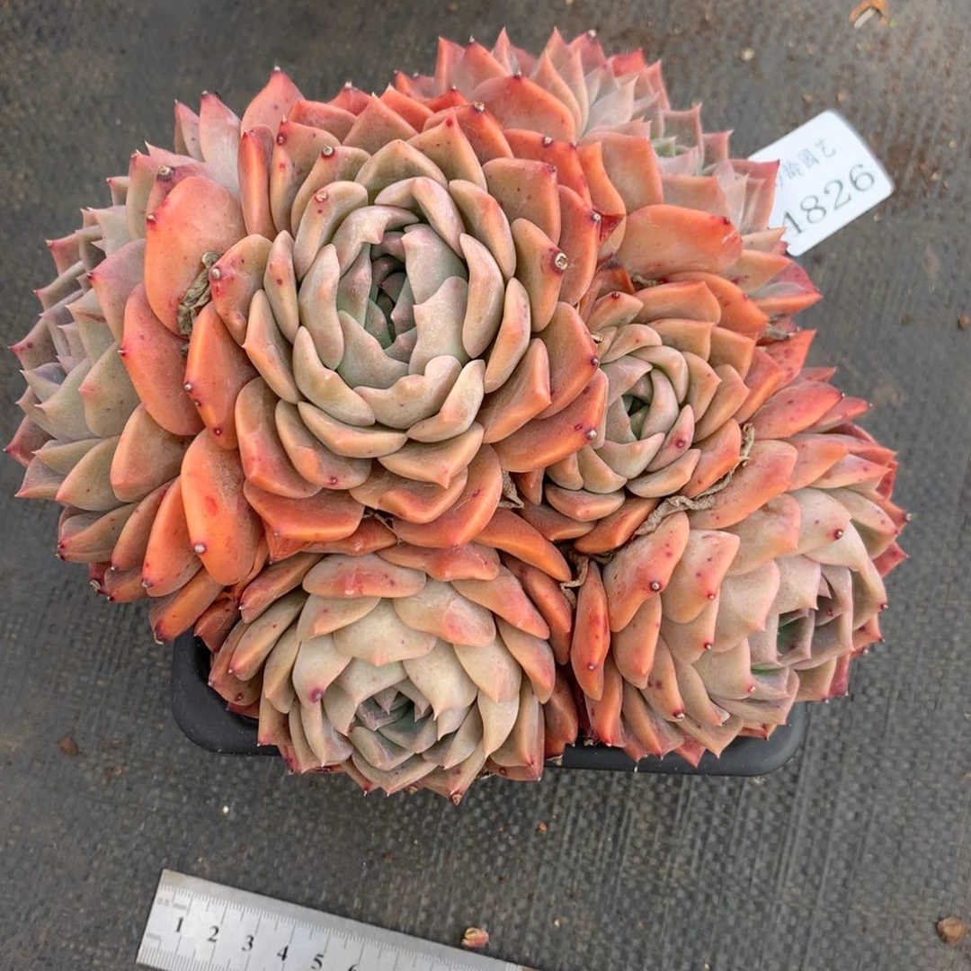 辣***鸡4826杂交精品基地17厘米