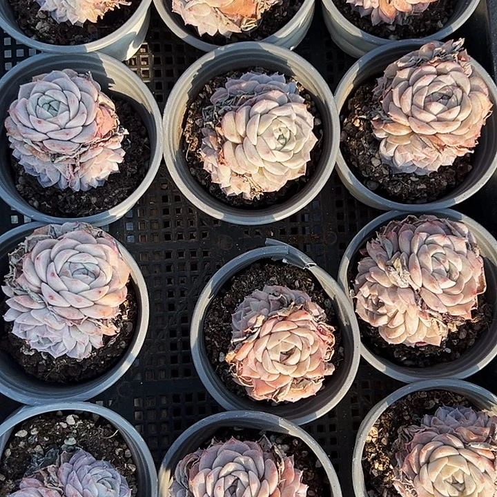 两盆。  手捧纯爱。