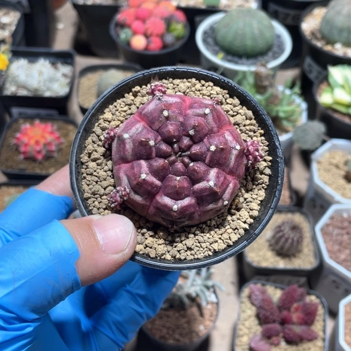 无**语642紫色梦想仙人球